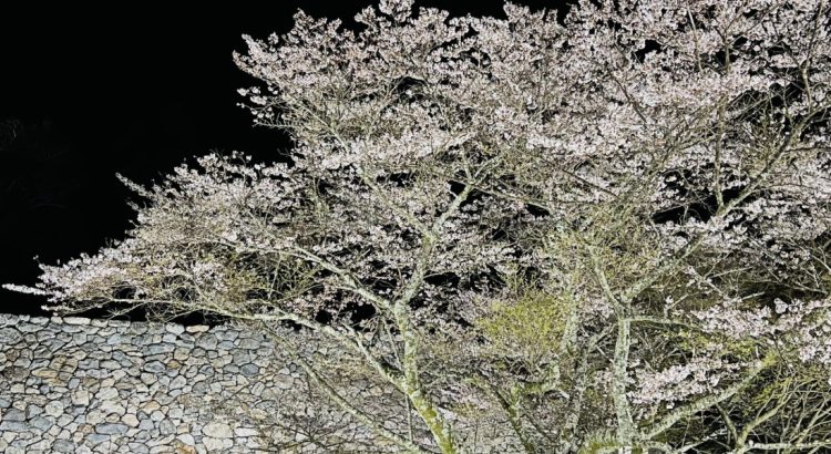 高取城夜桜ライトアップ